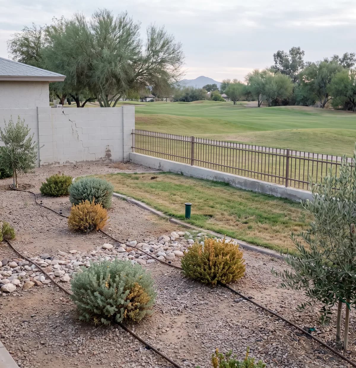 Sun City back yard on a fairway lot, turf at the edge and a drip line through the shrub bed