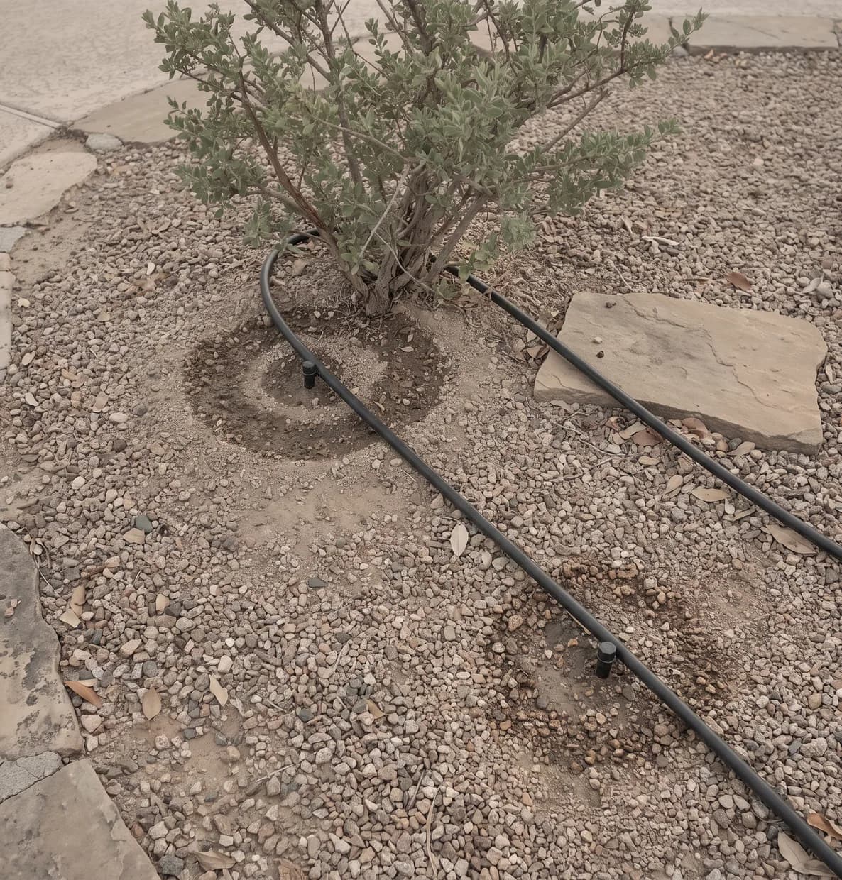Drip emitters at and beyond a shrub canopy edge leaving damp rings in pale gravel, seen from above