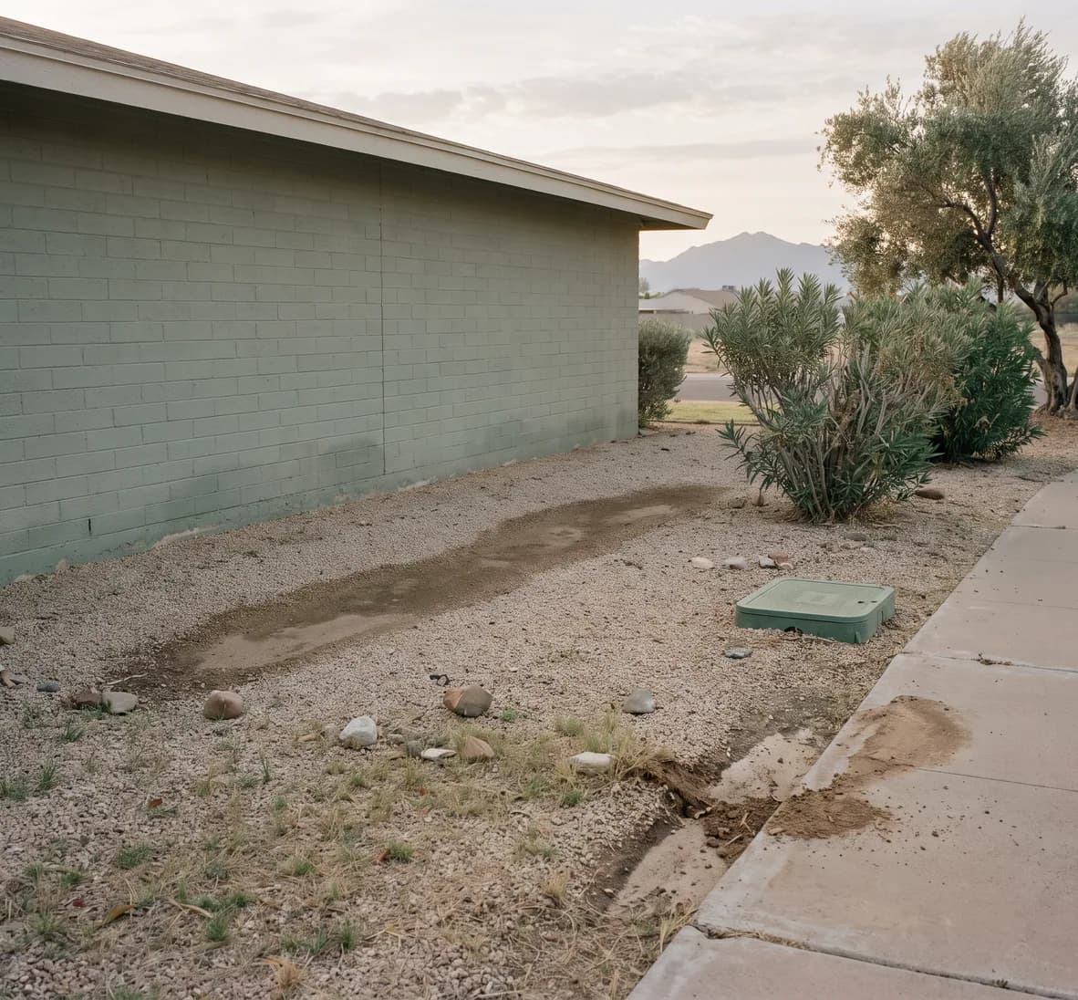 Damp stain running along the foot of a house wall and undermining a walk edge with the sprinklers off