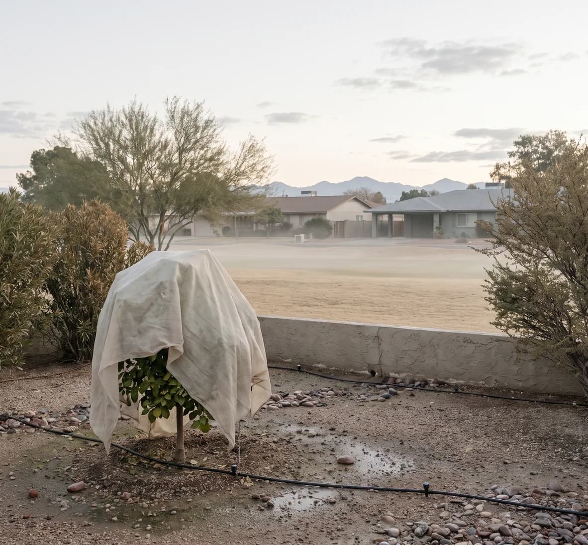 Frost cloth over a young citrus tree in the low corner of a golf-course lot on a cold winter dawn