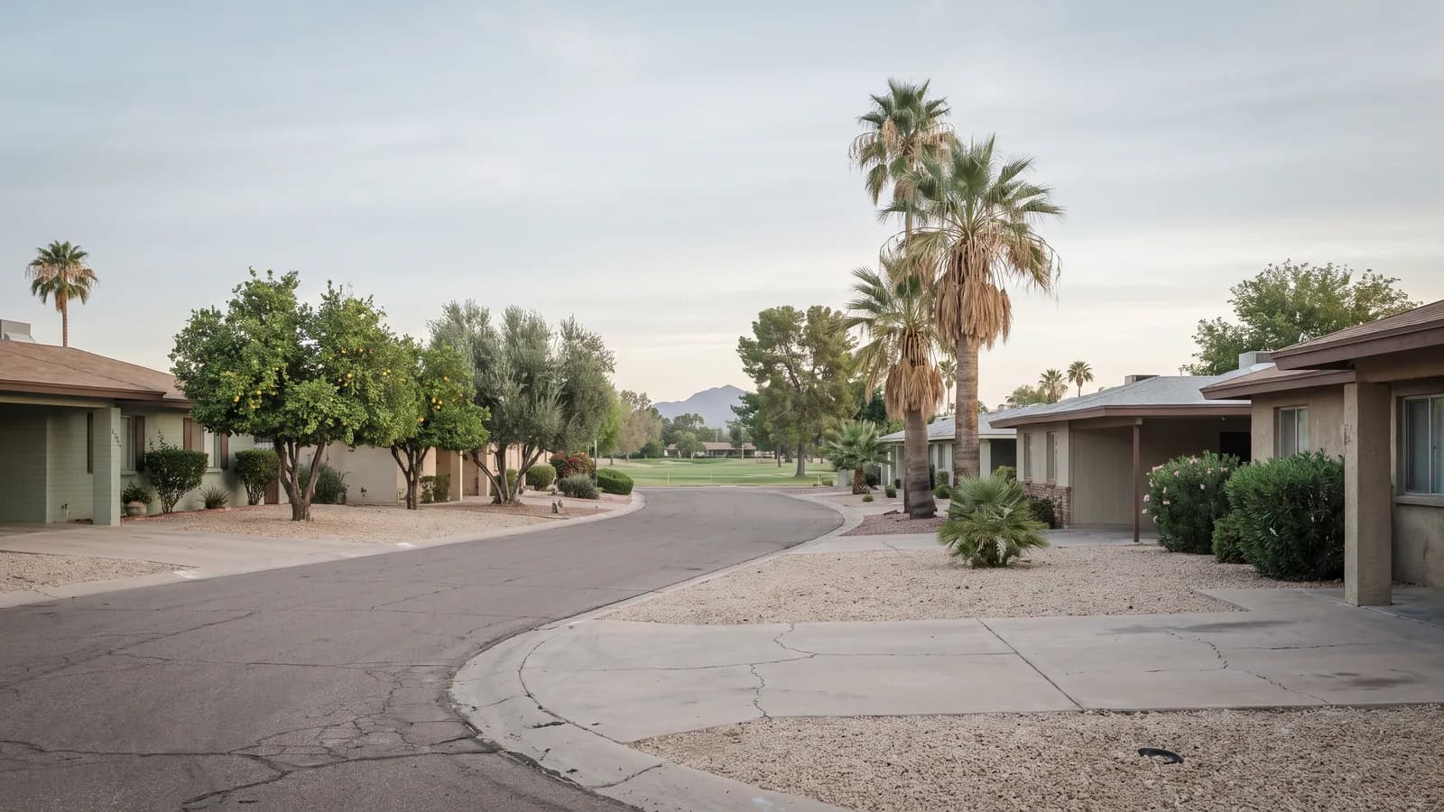 Quiet curving Sun City, Arizona street of low ranch homes with gravel yards, citrus and fan palms, a golf fairway beyond